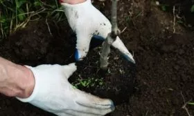 Высадка груши