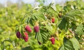 Малина Таруса