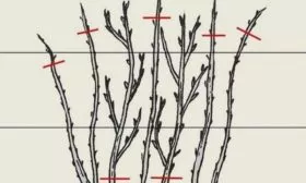 Обрезка малины