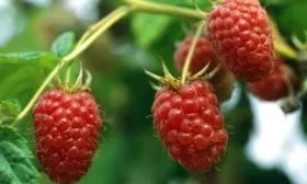 Малиновое дерево Таруса