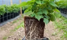 Пересадка малины