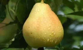 Груша Августовская роса