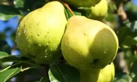 Августовская роса