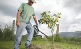 Полив груши