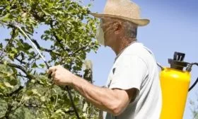 Опрыскивание груши