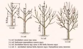 Обрезка груши