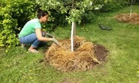 Мульчирование груши