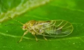 Грушевая медяница