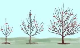 Формирование кроны груши сформировать крону пирамидальной конфигурации