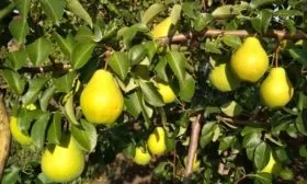 Дюшес Московский садовый