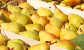 Урожай груш