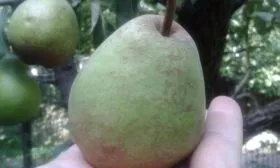 Деканка зимняя (Зимний Дюшес)