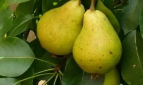 Дюшес летний