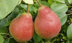 Груша Любимица Клаппа