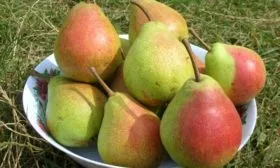 Груши сорта Любимица Клаппа