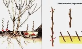 Способы размножения Любимицы Клаппа