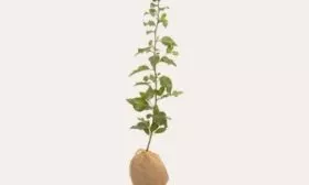 Саженец груши