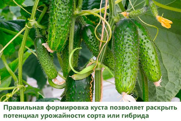 нормировка огурцов