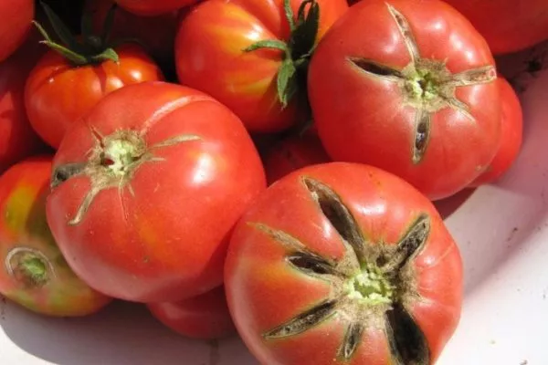 Радиальное растрескивание томатов