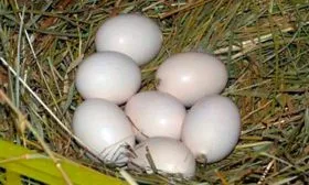 Яйцо китайской шелковой