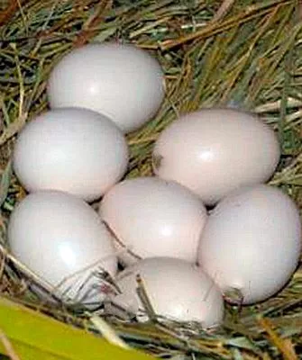 Яйцо китайской шелковой