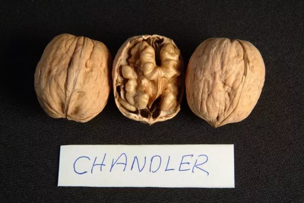 Грецкий орех Чандлер