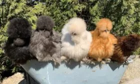 Цветные китайские шелковые