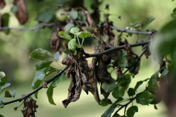 Чернеют листья на груше: причины, методы устранения