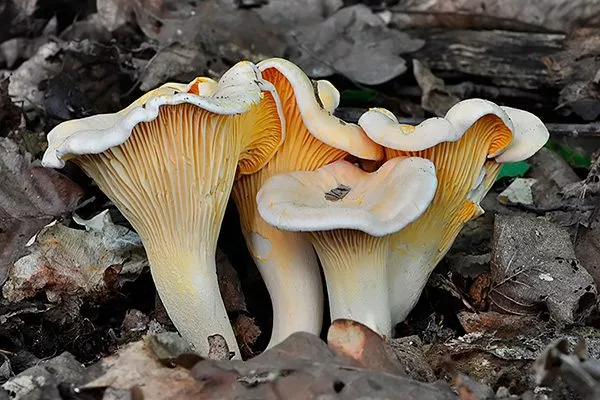 Белая лисичка гриб: ботаника, сезонность, разновидности, съедобность