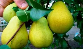 Плоды груши