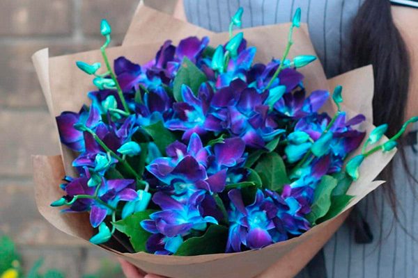Дендробиум-синяя-орхидея