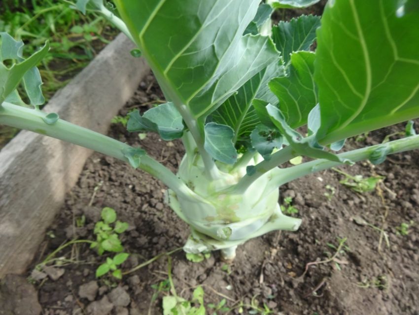 Как я выращиваю кольраби