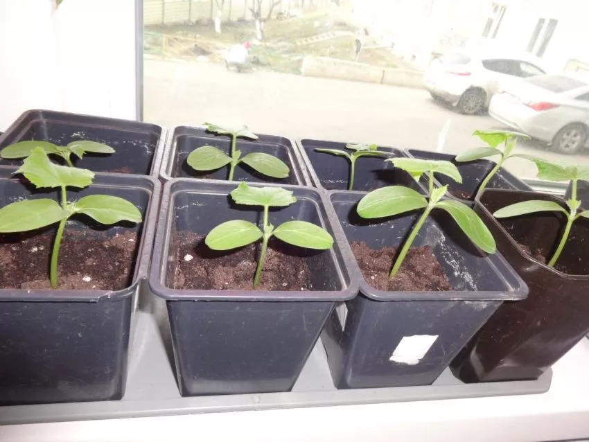 Огурцы, которые я выращиваю в теплице в этом году (2022)