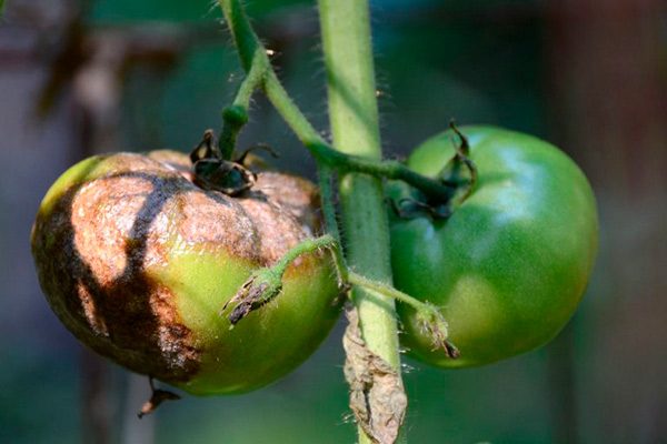 Болезни и вредители томатов: причины, признаки, методы лечения