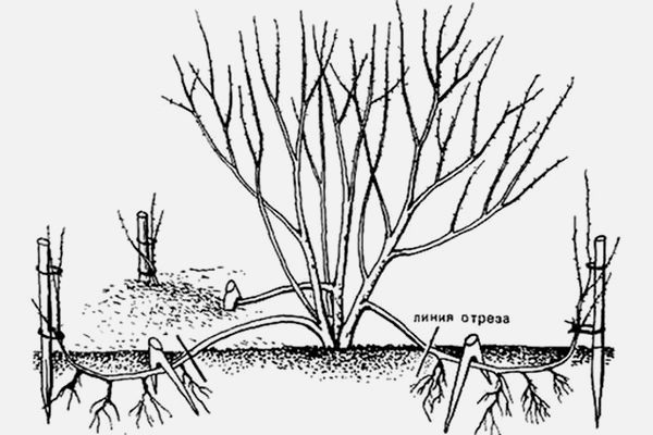 Размножение войлочной вишни отводками