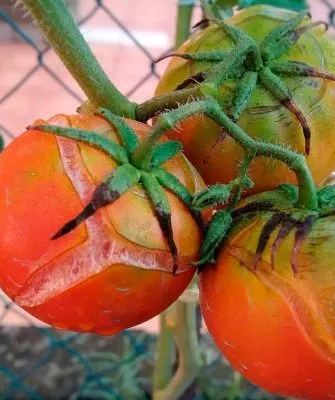 трескаются помидоры