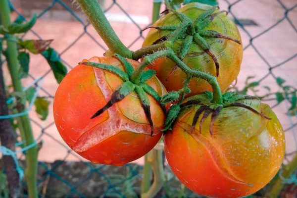 От чего лопаются помидоры на кусту?