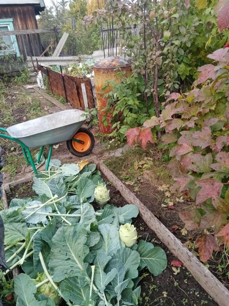 Как я выращиваю кольраби