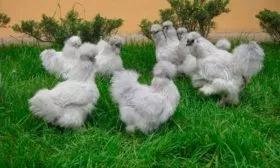 Китайская-шелковая