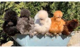 Цветные китайские шелковые