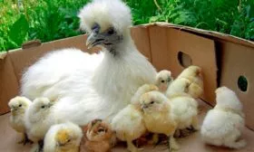 Наседка-китайская-шелковая