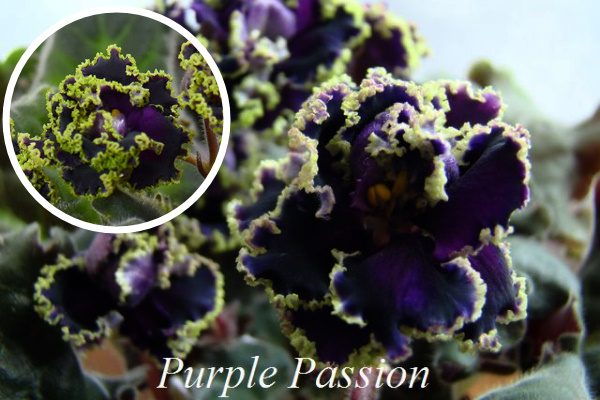 Purple Passion фиалка