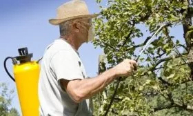 Опрыскивание груши