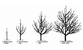 Обрезка груши