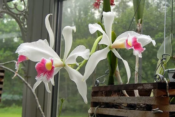 Орхидея-Лелия