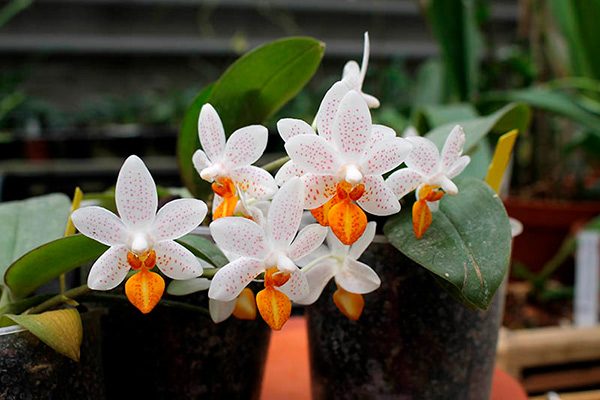 Phalaenopsis-Mini-Mark