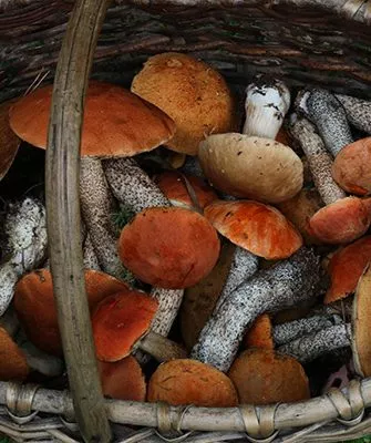 Гриб подосиновик: описание с фото, сбор грибов, рецепты на зиму