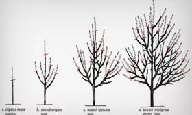 Обрезка грушевого дерева