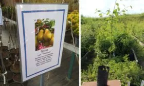 Покупка саженца Чижовской груши