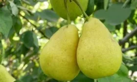 Груша Северянка